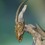 Giant Devils Mantis-Idolomantis diabolica