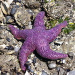 Purple Sea Star-"Pisaster ochraceus"