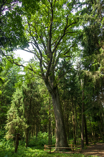 VAIGELIŠKIŲ ĄŽUOLAS