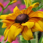 Olympic crowning glory ... :-))