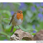 Robin Robin