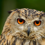 Ethel the European Eagle Owl
