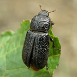 Sinodendron cylindricum female - Buttercrambe, Yorkshire 2012b
