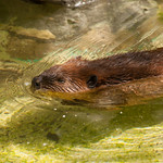 American Trail at the Smithsonian's National Zoo