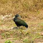 Green Ibis