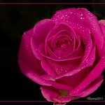 take time to smell the roses today