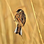 Reed bunting