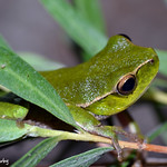 Litoria phyllochroa - Green Stream Frog_-2
