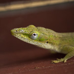 DSC_0130 - Copy as Smart Object-100