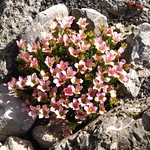 Saxifraga