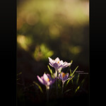 Sunlit Crocuses