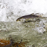 Stony Brook Herring Run