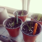 popsicle planting sticks