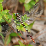 Russet-tipped Clubtail female (Stylurus plagiatus)