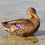 duck