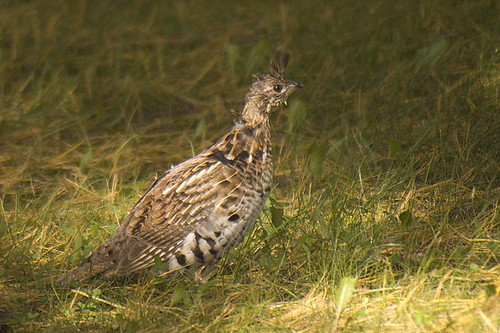Grouse