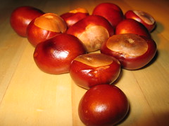 Conkers 2006