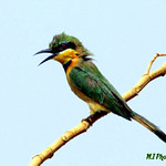 Bee Eater