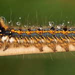 Drinker moth caterpillar after the rain