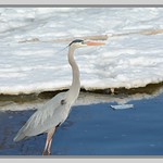 <^> Cold Spring Heron - I. <^>