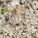 IMG_0195 Greater Short-horned Lizard