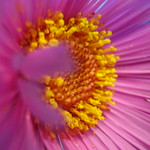 Sept2012 239 Aster - Michaelmas daisy