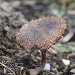 toadstool