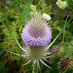 Teasel.