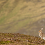 Mountain Hare - I live here