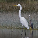 Kotuku (Egretta alba modesta) in the company of white-faced heron (Ardea novaehollandiae)