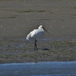 Spoonbill at De Slufter at Nationaal Park Duinen van Texel, Holland - August 2016