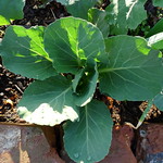 Watch My Garden Grow: Cabbage