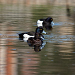 Tufted Duck pair