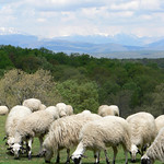 Black & White sheeps