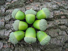 Acorns by Emily