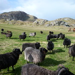 Hebridean Sheep