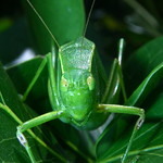 Katydid, St Thomas