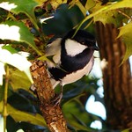 Cinereous Tit - on Crocodile Bark Tree ~2,637m Altitude