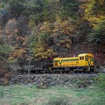 Canary Amongst the Eagles