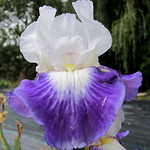 F211A: Spell X Spot On