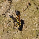 Sceliphron caementarium (Black & Yellow Mud Dauber) 1 moe below