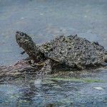 Ahhh, nothing like a good mud pack!