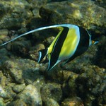 Moorish Idol