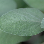 sage leaves