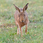 Brown Hare head on.