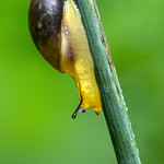 Succinea putris / European Ambersnail / Jantarka obecn&aacute;