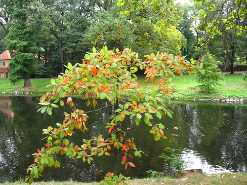 Park Szczytnicki (V)