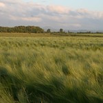 Barley Field