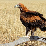 Wedge Tail Eagle Australia