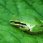 That's Camouflage 1 - Vancouver, Canada